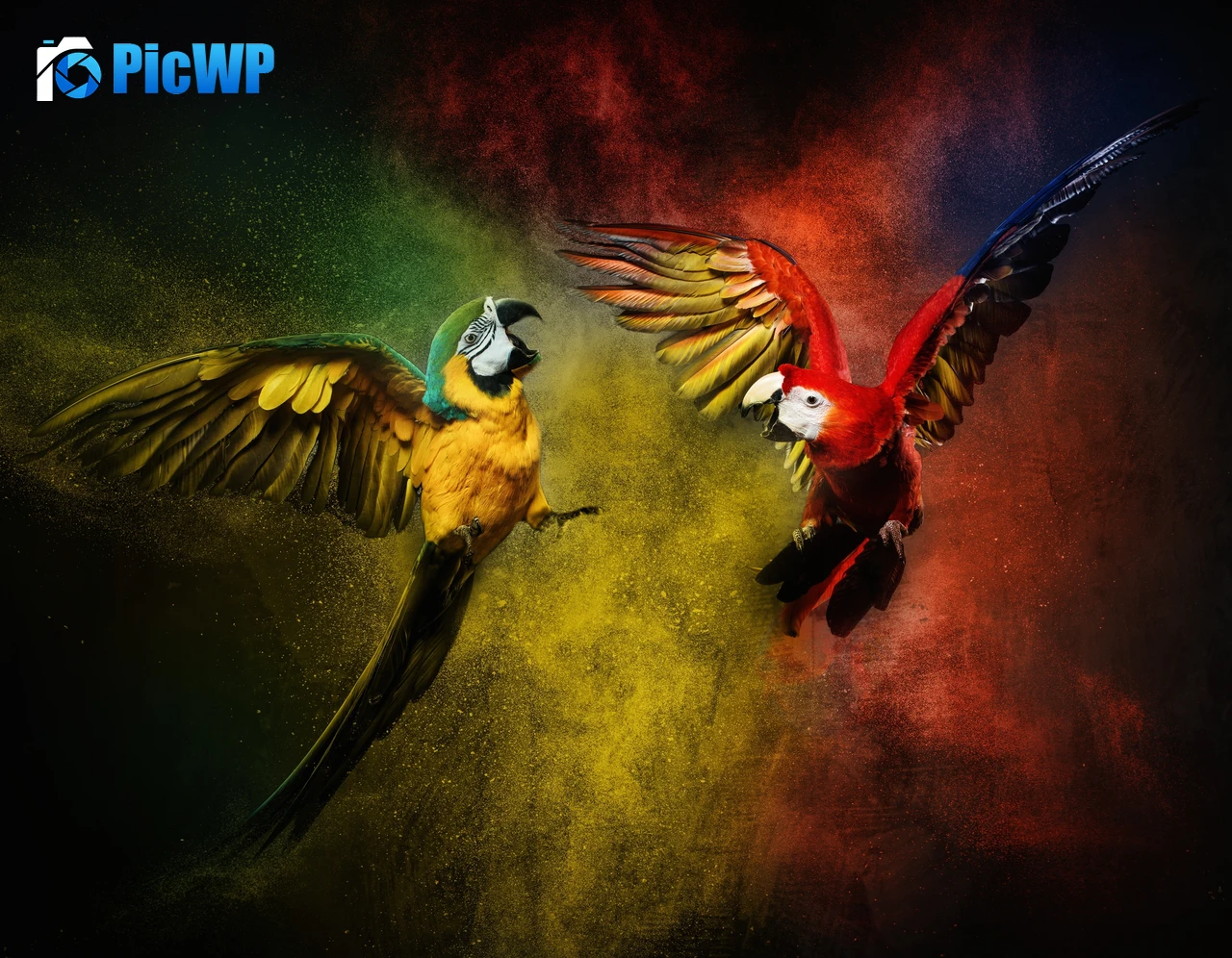 Blue-and-yellow macaw Scarlet macaw 5K PC Wallpaper