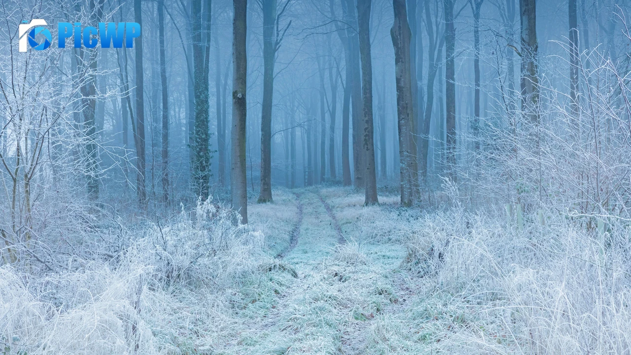 Snow covered Winter Forest Landscape 6K PC Wallpaper