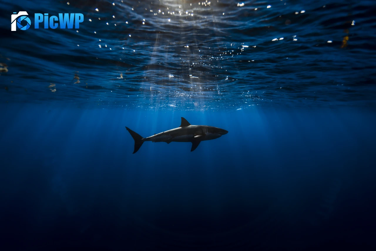 Great white shark Underwater 6K PC Wallpaper