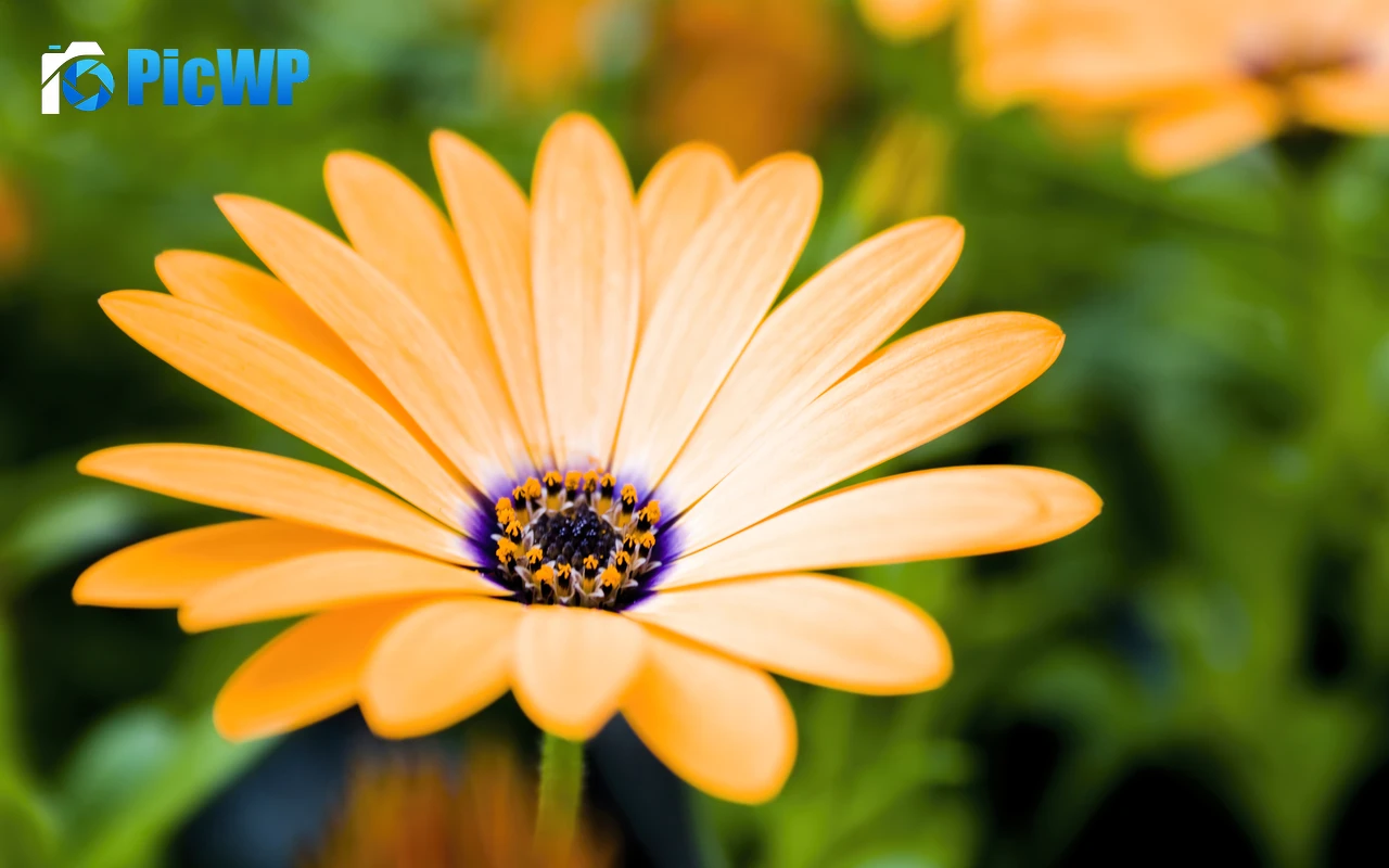 Daisy flower Blossom 4K PC Wallpaper