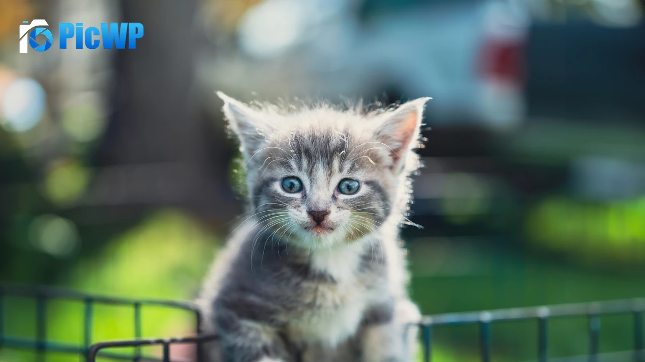 Kitten Closeup 6K PC Wallpaper