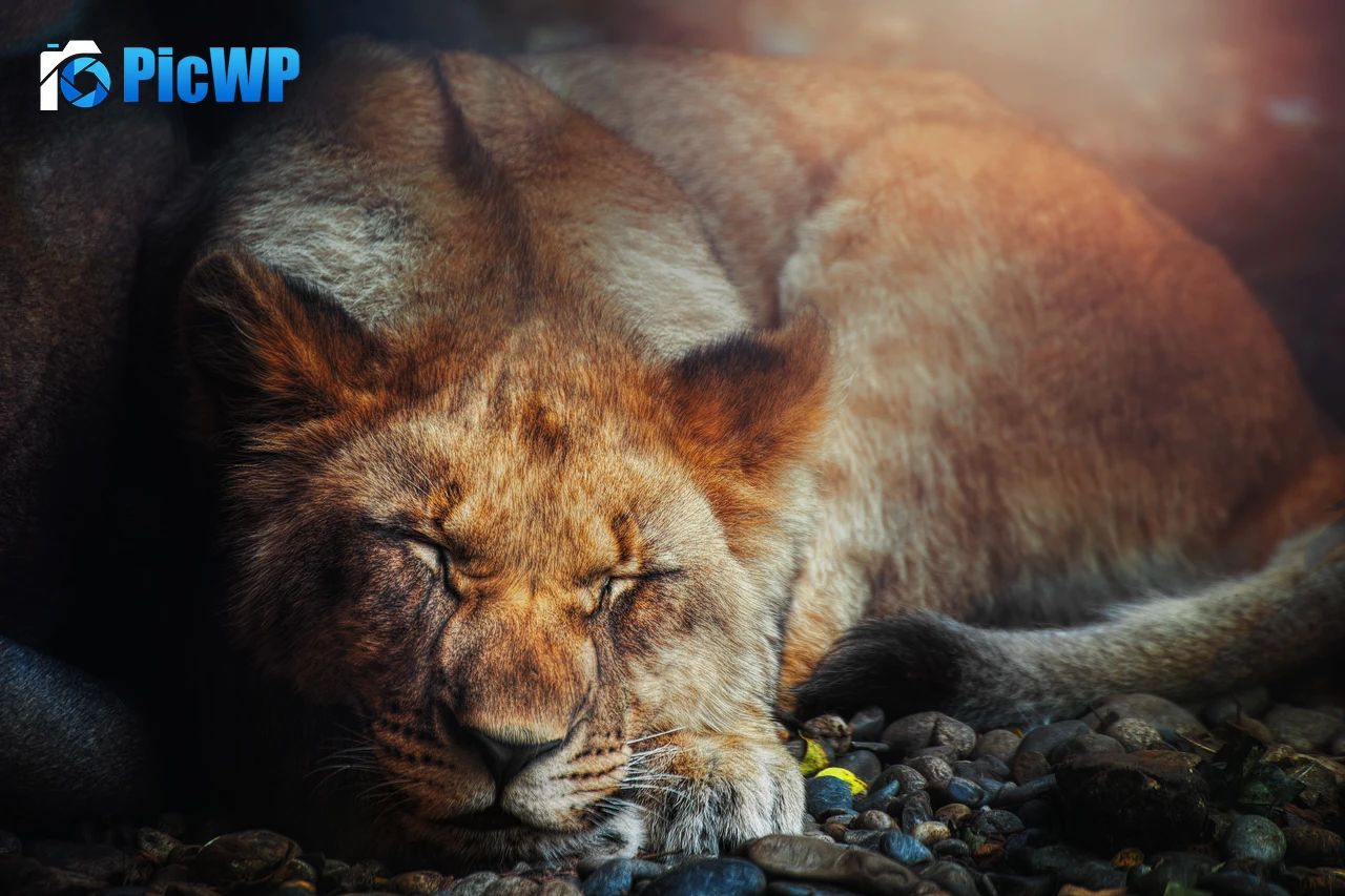 Sleeping Lion Big cat 5K PC Wallpaper