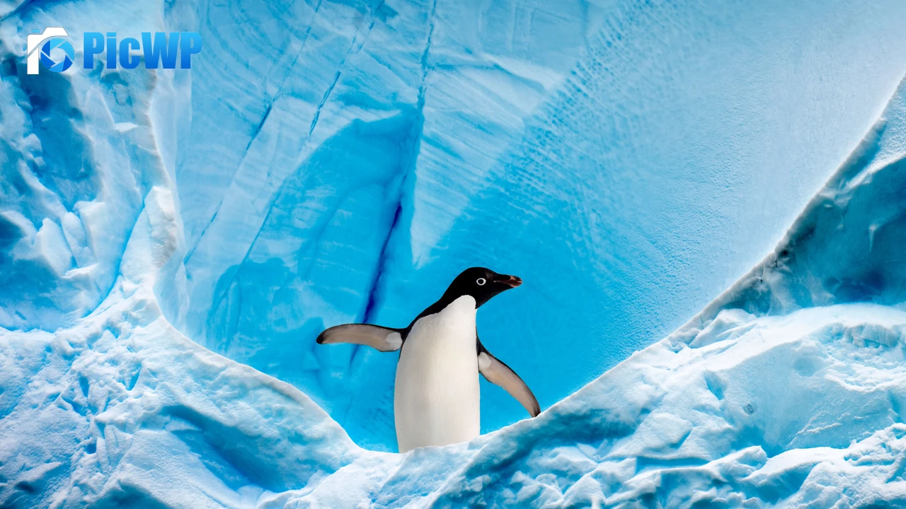 Penguin Ice berg 5K PC Wallpaper