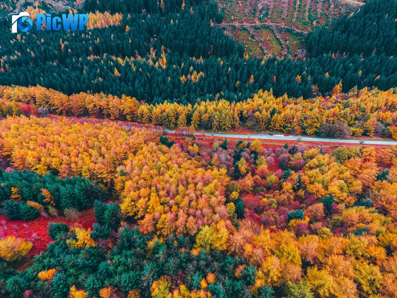 Autumn Forest Drone photo 4K PC Wallpaper