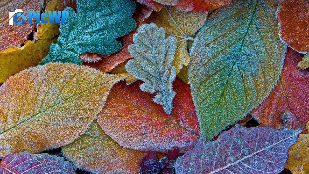 Autumn leaves Frost leaves 6K PC Wallpaper