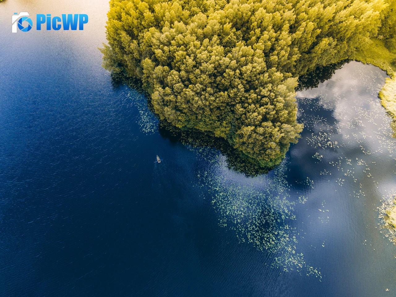Green Forest Trees 4K PC Wallpaper