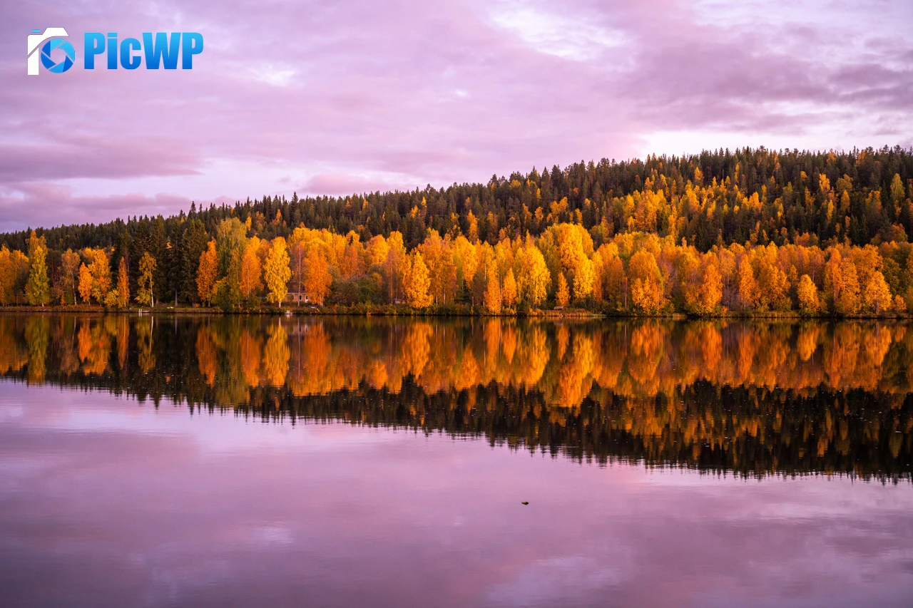 Autumn trees 9K PC Wallpaper