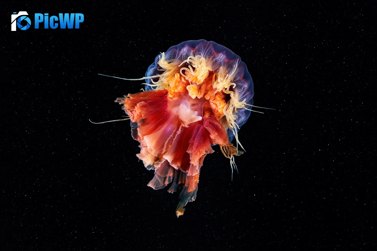 Jellyfish Cyanea capillata 4K PC Wallpaper