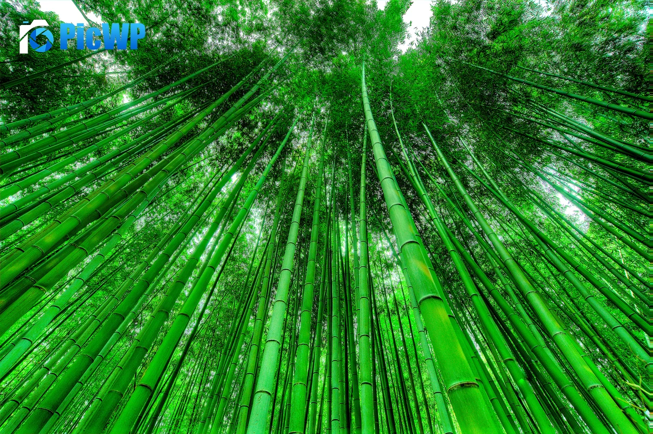 Bamboo Grove Green background 7K PC Wallpaper