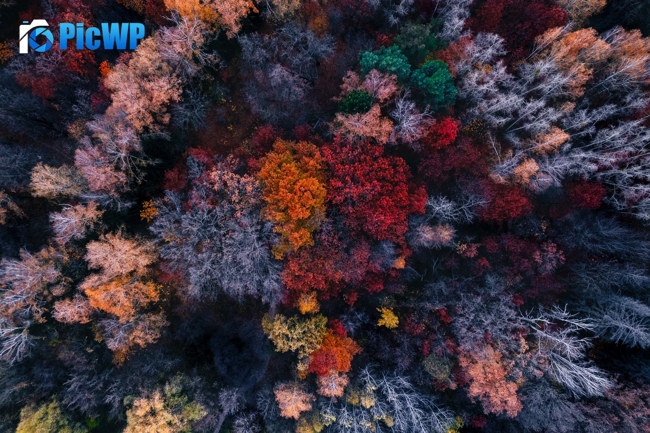 Autumn trees Aerial view 6K PC Wallpaper