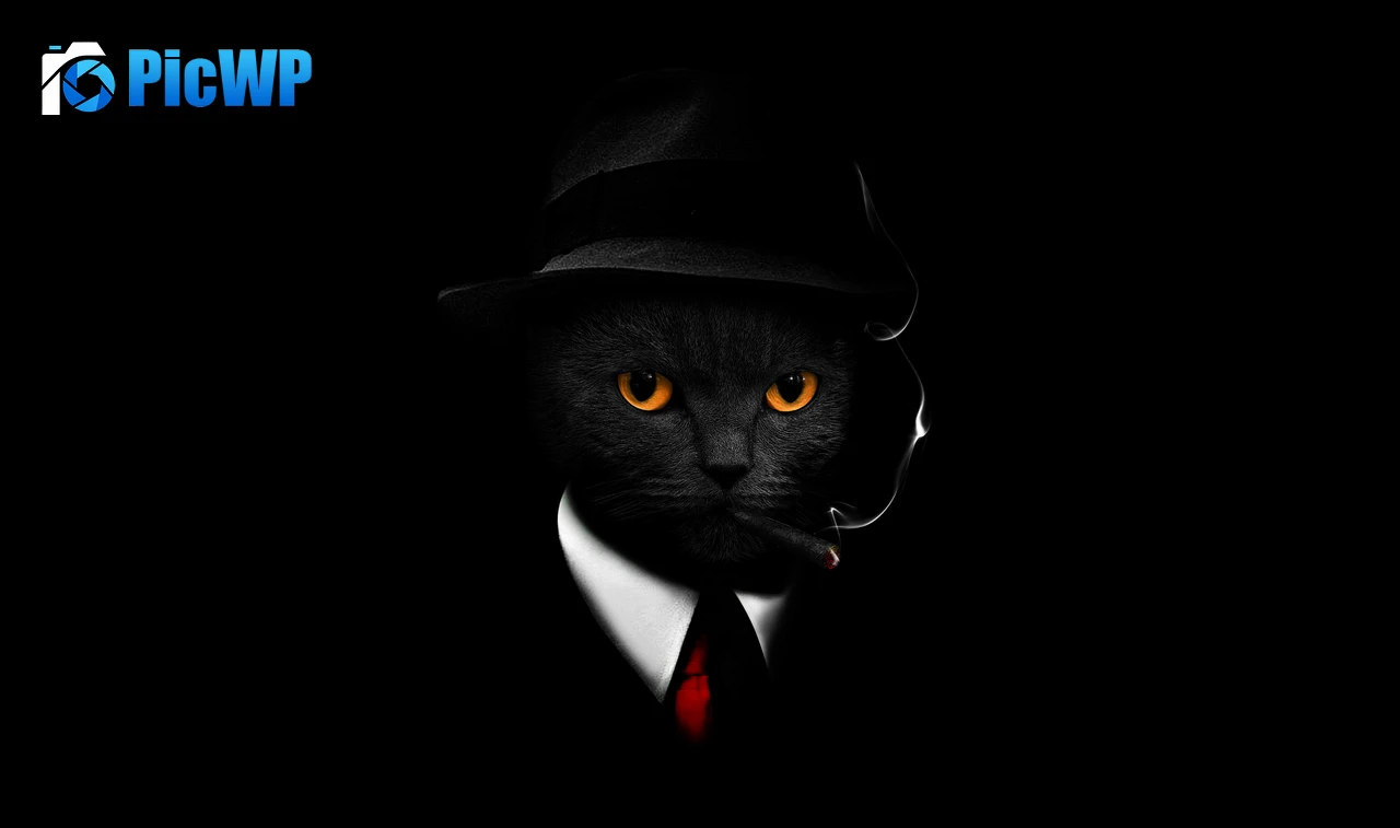 Black Cat Black background 4K PC Wallpaper