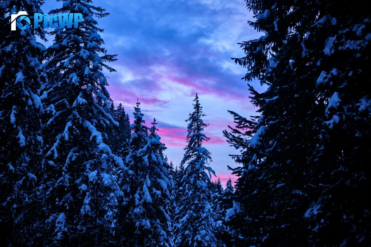 Snow covered Pine trees 6K PC Wallpaper