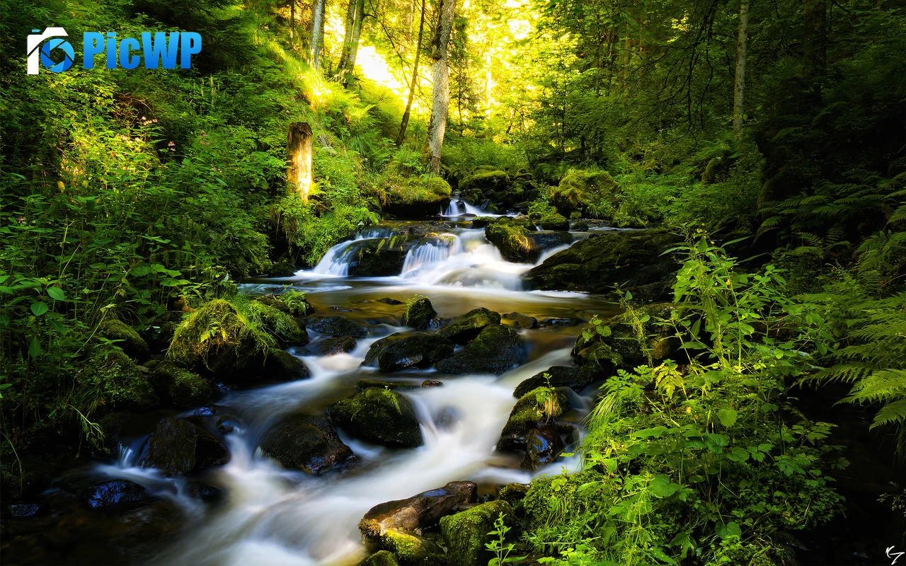 Black Forest Tropical forest 4K PC Wallpaper