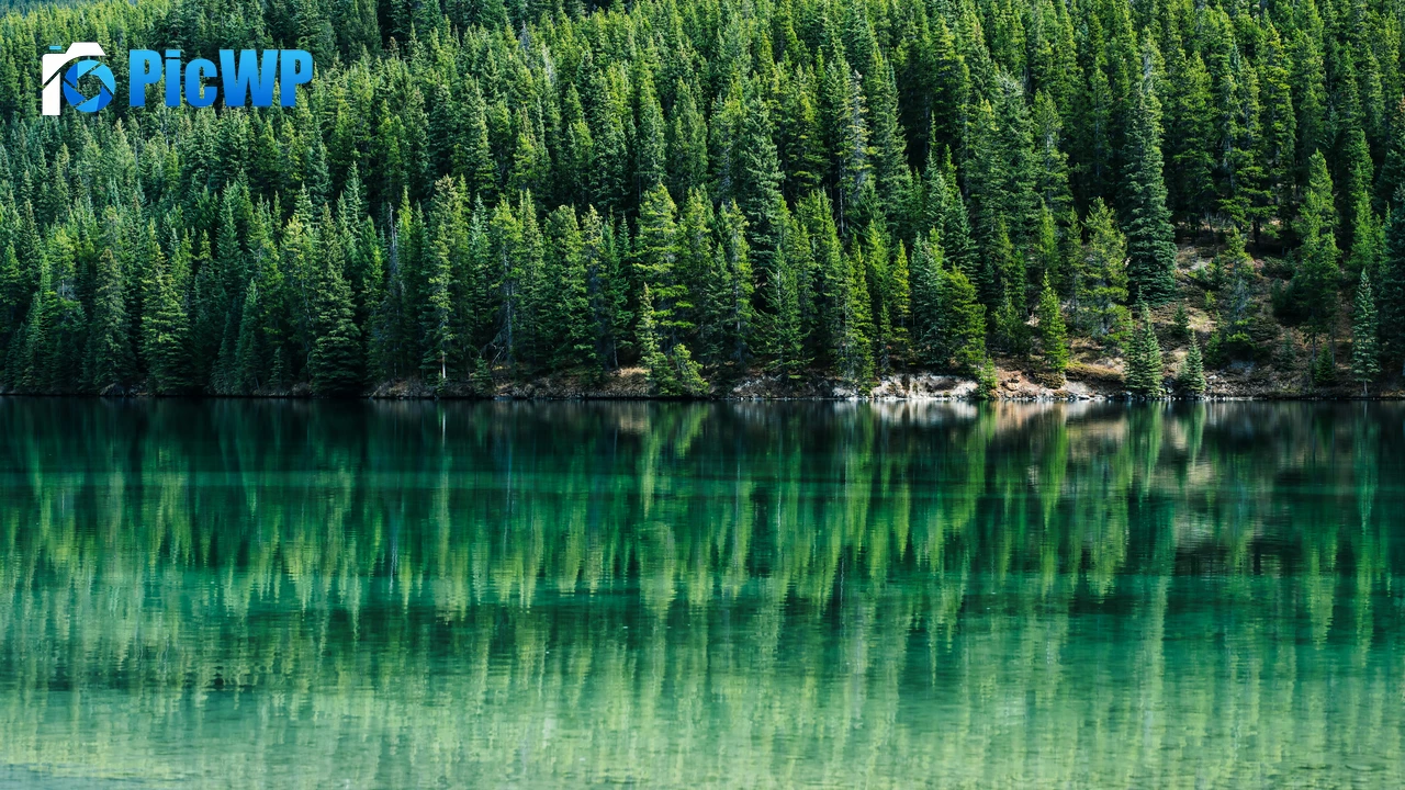 Green Trees Pine trees 8K PC Wallpaper