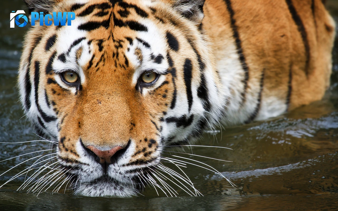 Tiger Zoo 4K PC Wallpaper