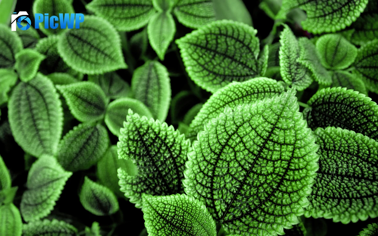 Green leaves Botanical garden 4K PC Wallpaper