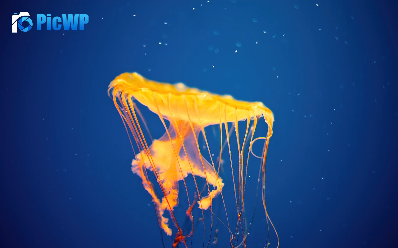 Jellyfish National Aquarium 4K PC Wallpaper