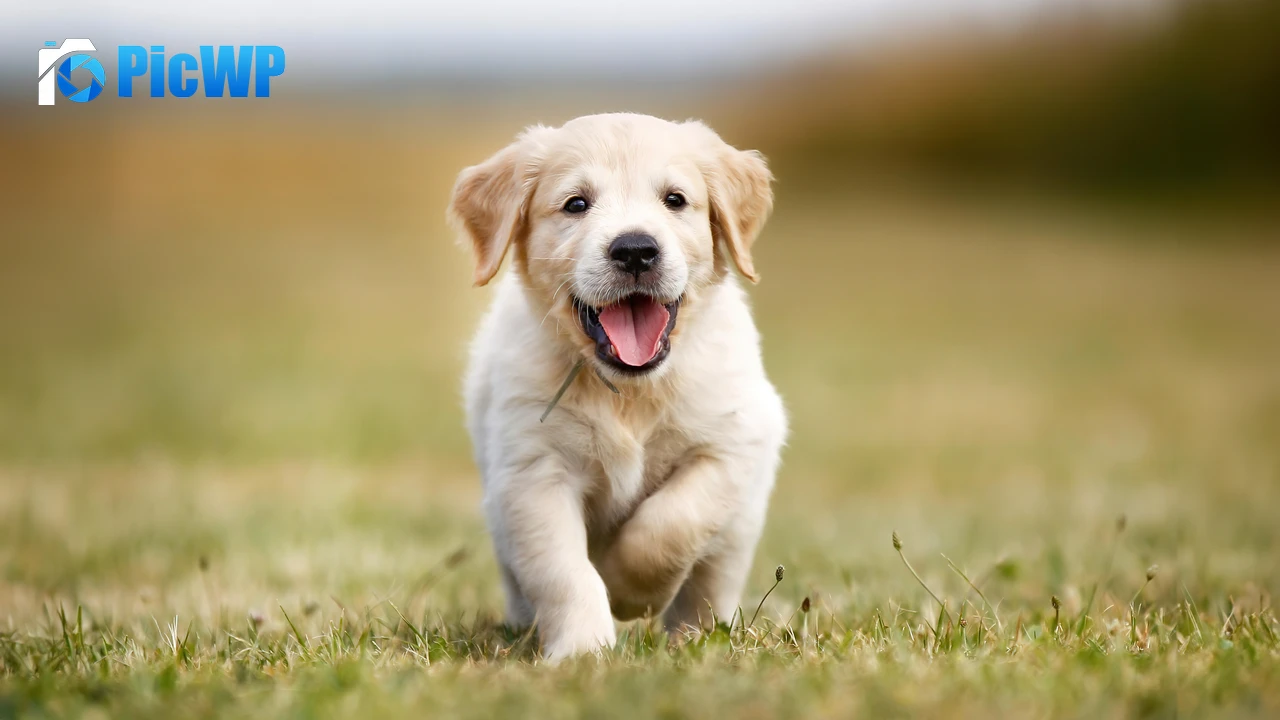Golden Retriever Puppy 6K PC Wallpaper