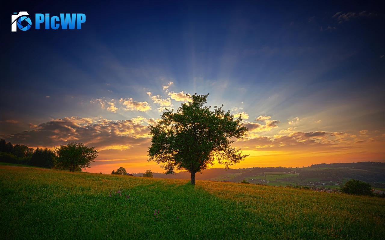 Swiss Plateau Lone tree 6K PC Wallpaper