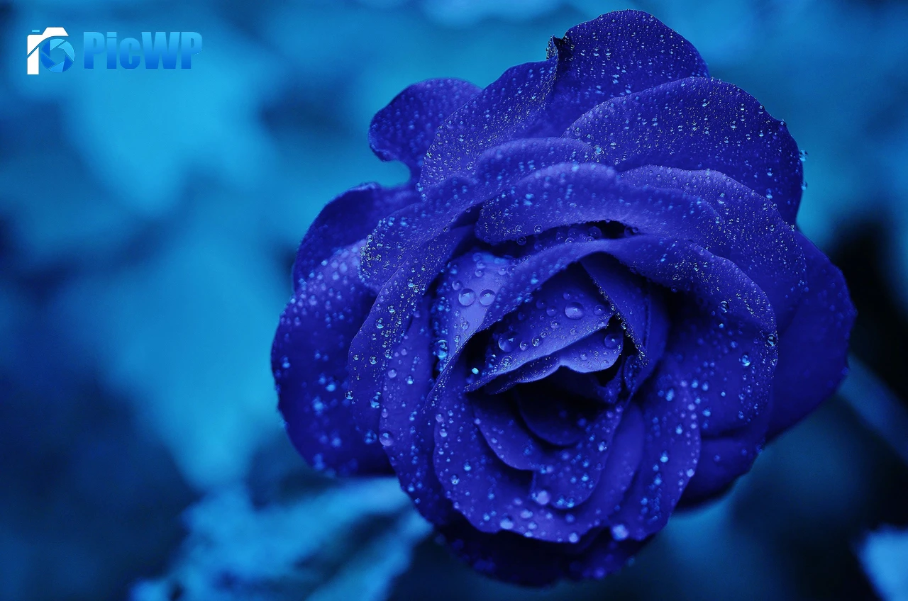 Blue rose Water drops 5K PC Wallpaper