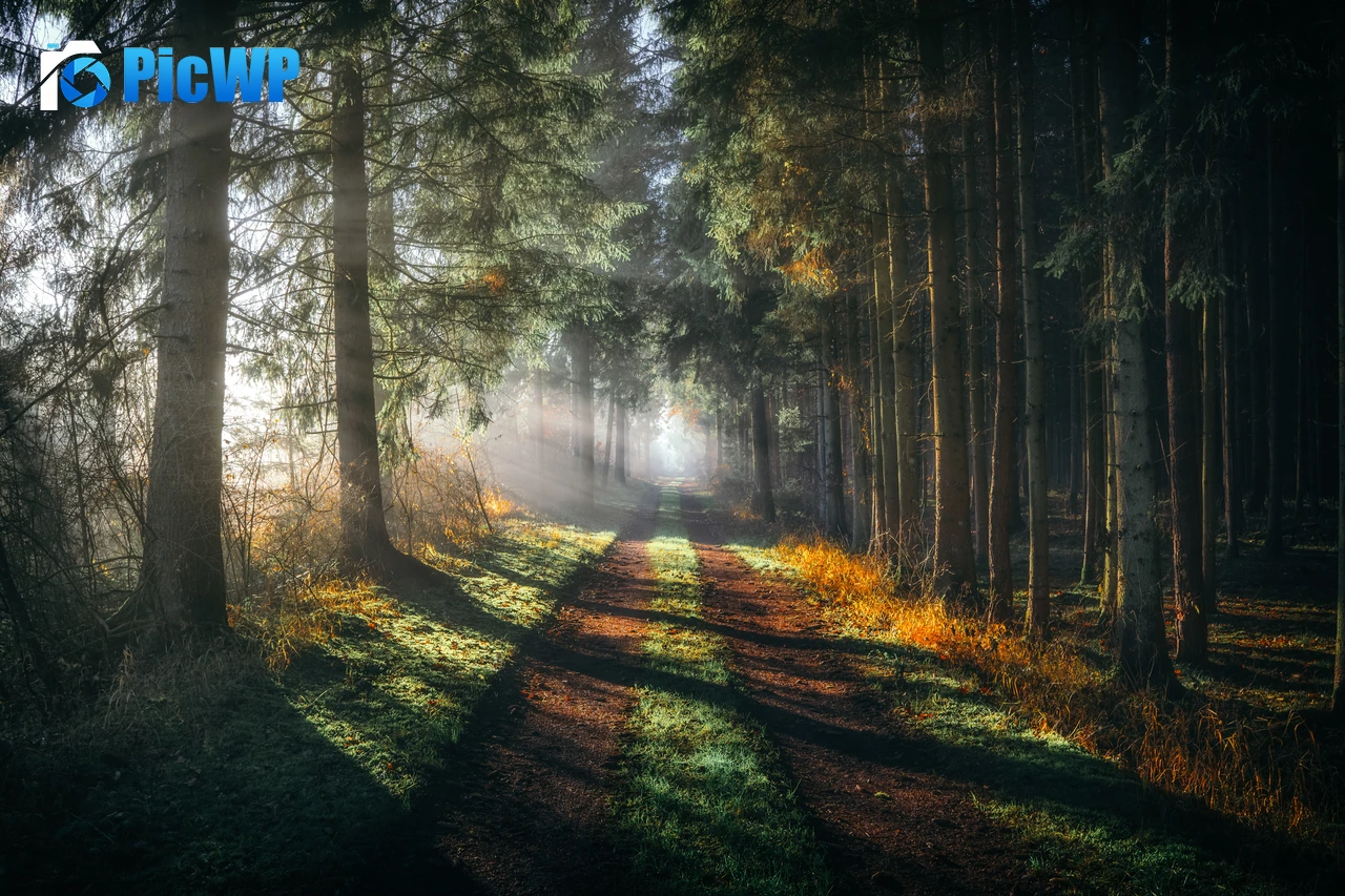 Forest Walkway 6K PC Wallpaper