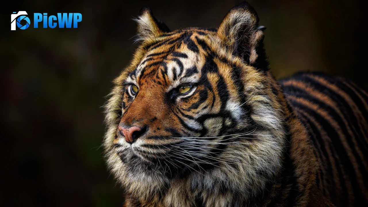 Tiger face Majestic 8K PC Wallpaper
