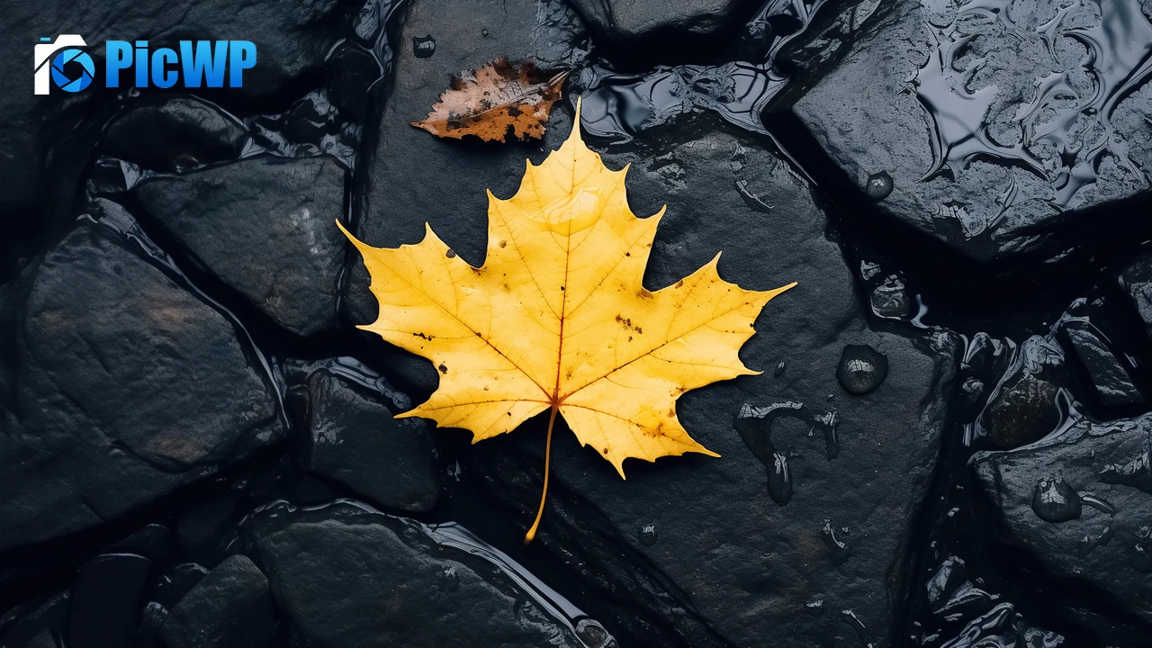 Maple leaf Black rocks 6K PC Wallpaper