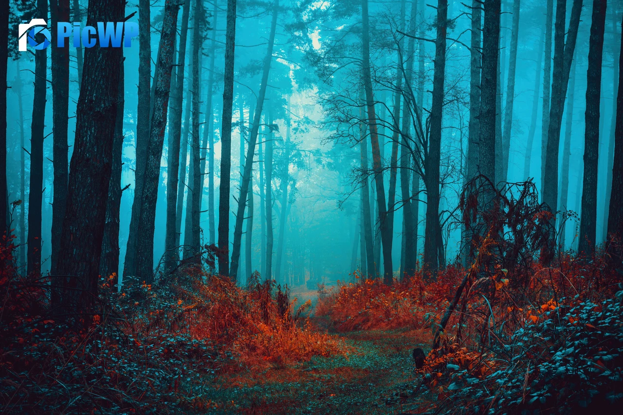 Mystical Foggy forest 8K PC Wallpaper