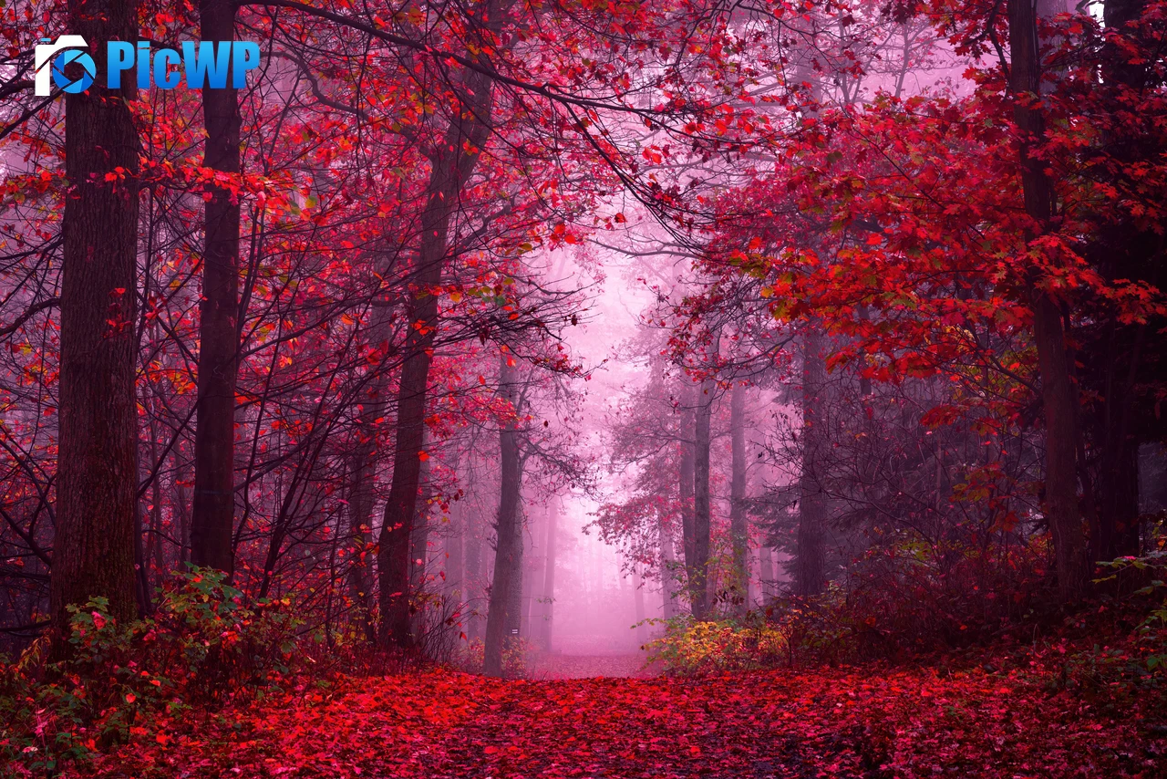 Enchanting Autumn Forest 8K PC Wallpaper
