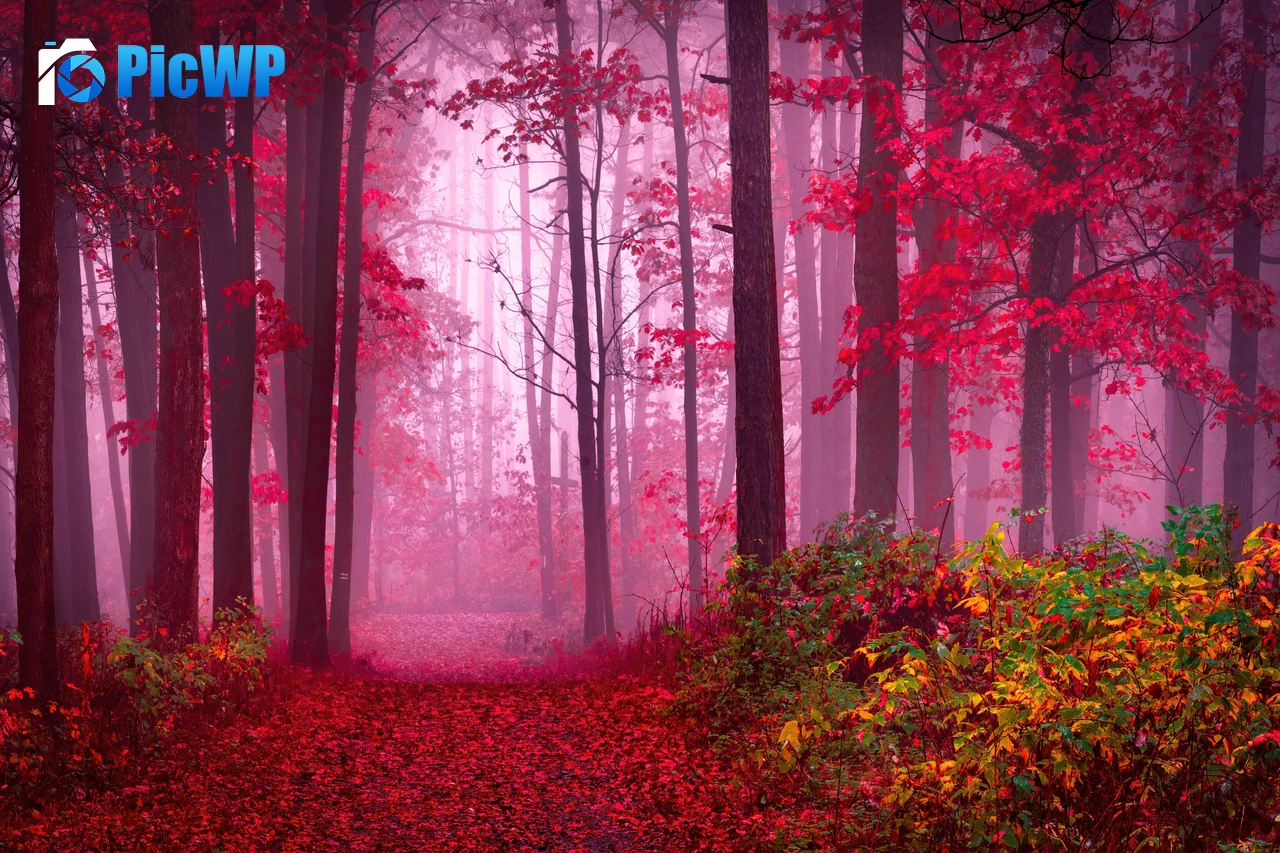 Forest Path 6K PC Wallpaper