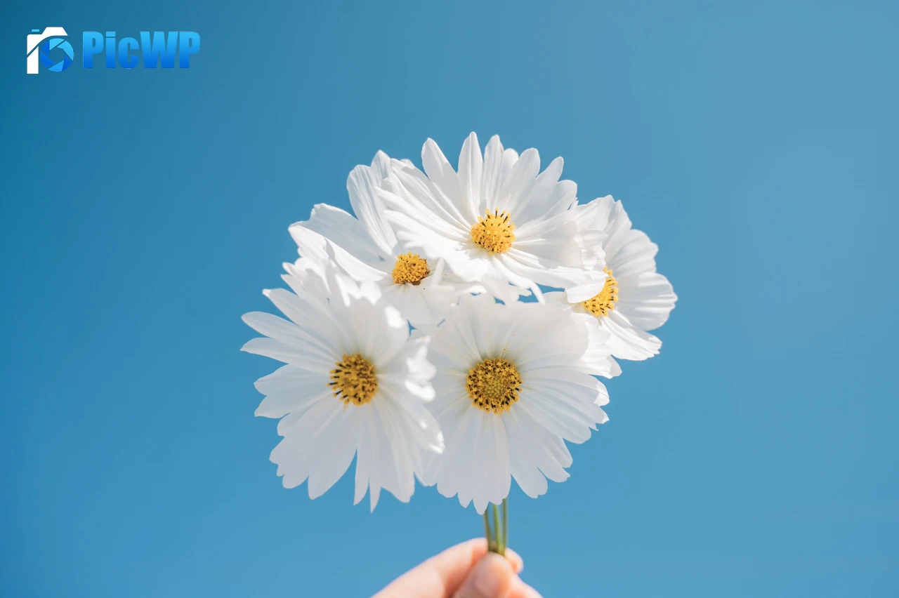 Daisy flowers Blue sky 5K PC Wallpaper