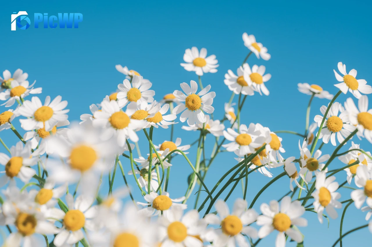 Chamomile flowers Aesthetic 5K PC Wallpaper