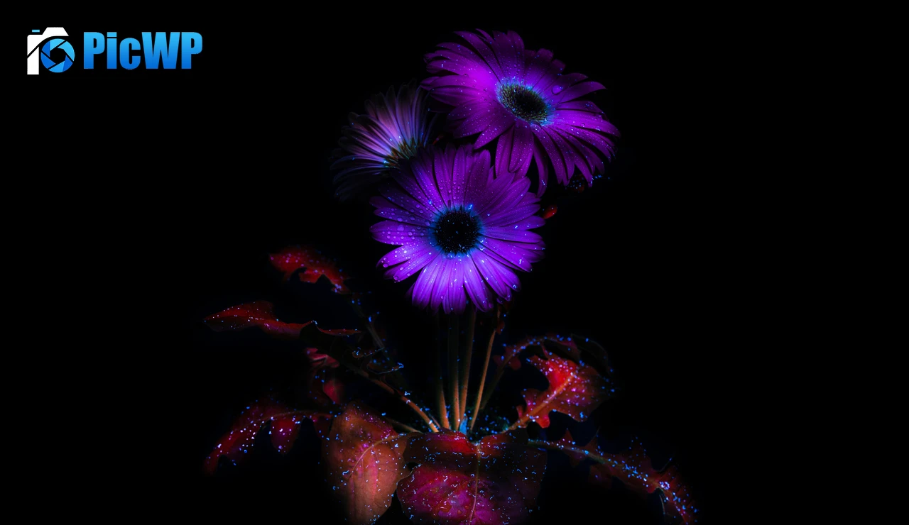 Purple Flowers Glowing 9K PC Wallpaper