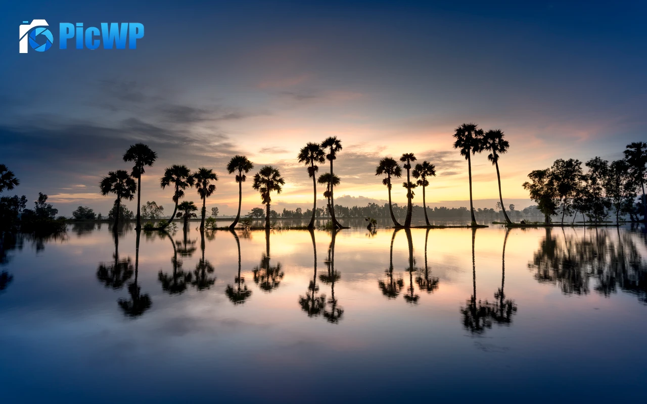 Palm trees Silhouette 8K PC Wallpaper