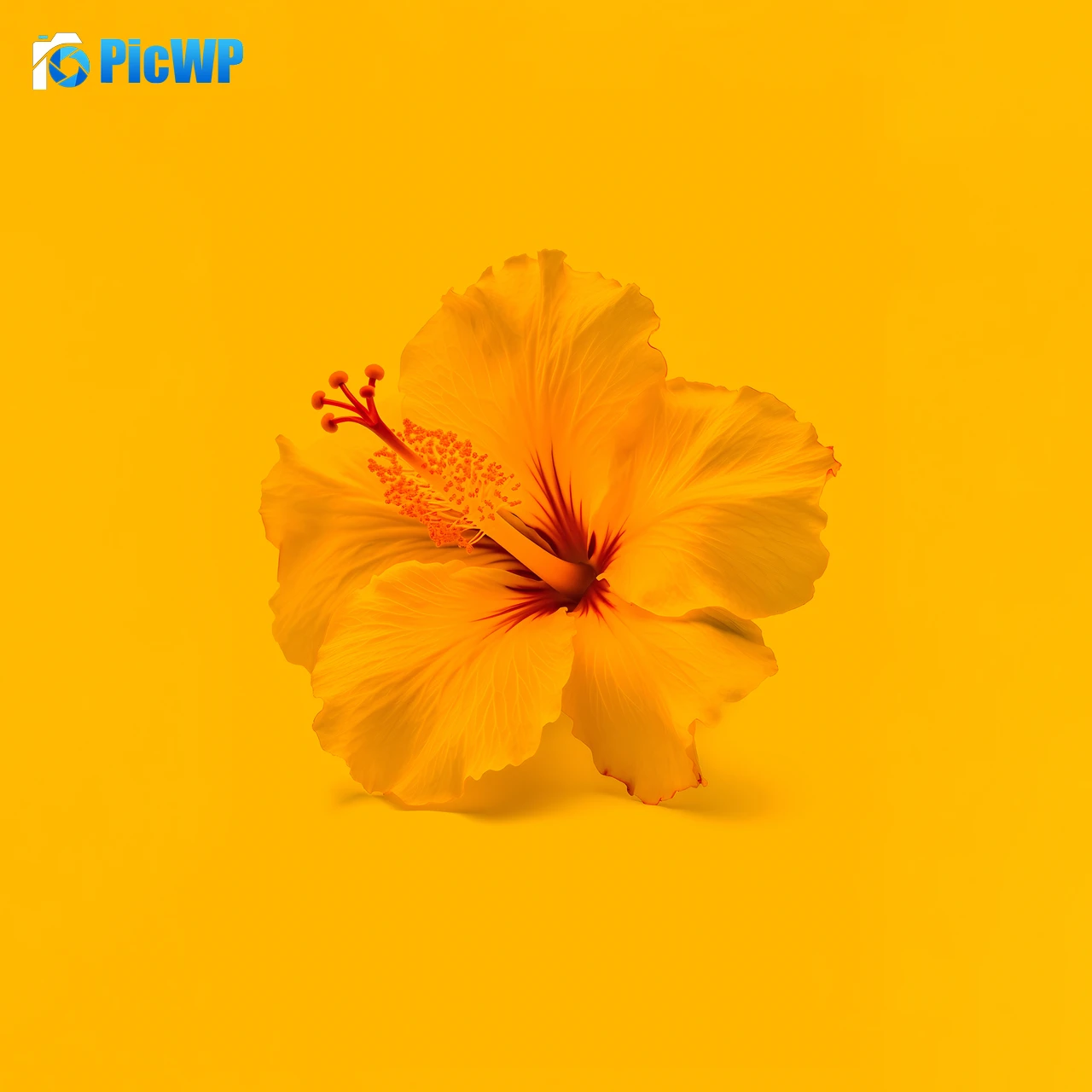 Hibiscus flowers Yellow flower 8K Fold Wallpaper