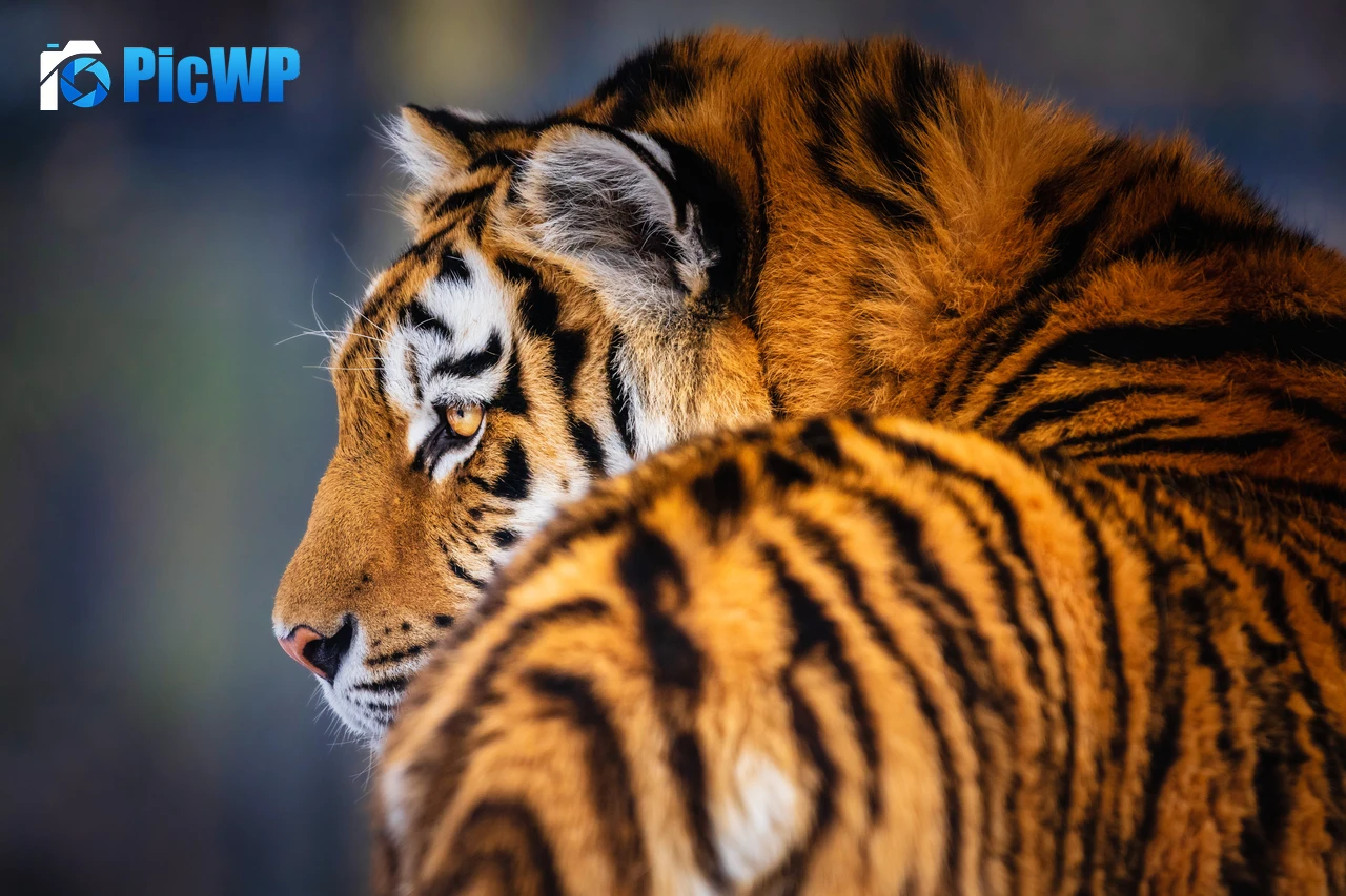 Siberian tiger 7K PC Wallpaper