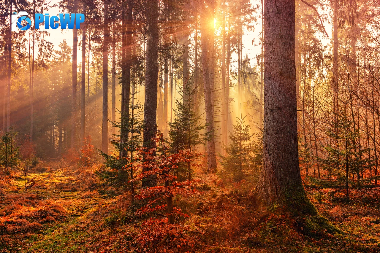Fall Sunlight 5K PC Wallpaper