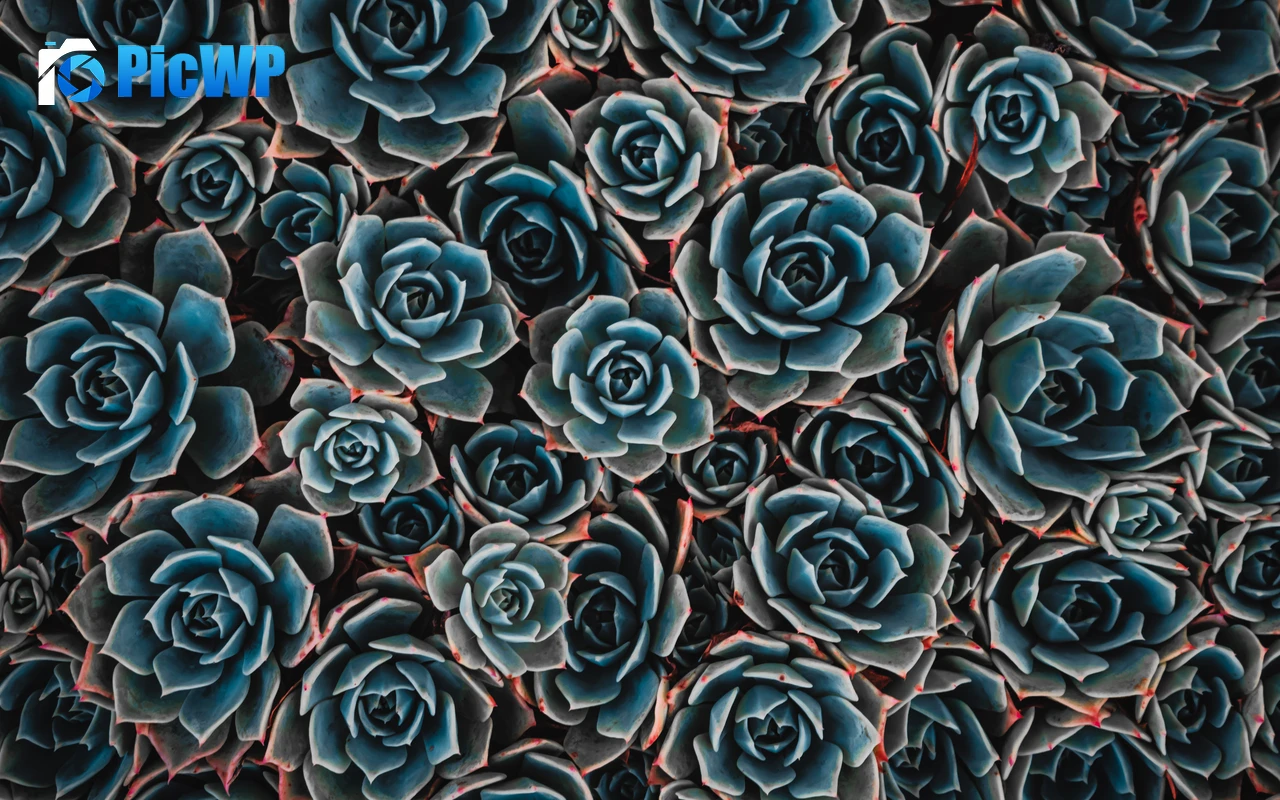 Teal flowers Echeveria 6K PC Wallpaper