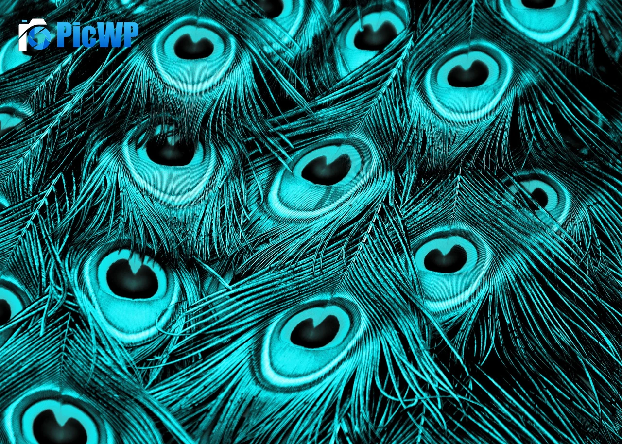Peacock feathers Turquoise background 4K PC Wallpaper