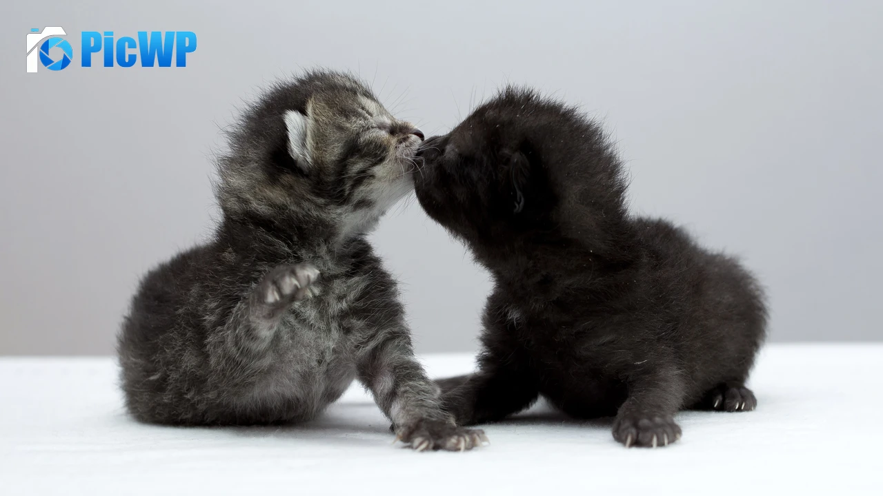 Playing Kittens 6K PC Wallpaper