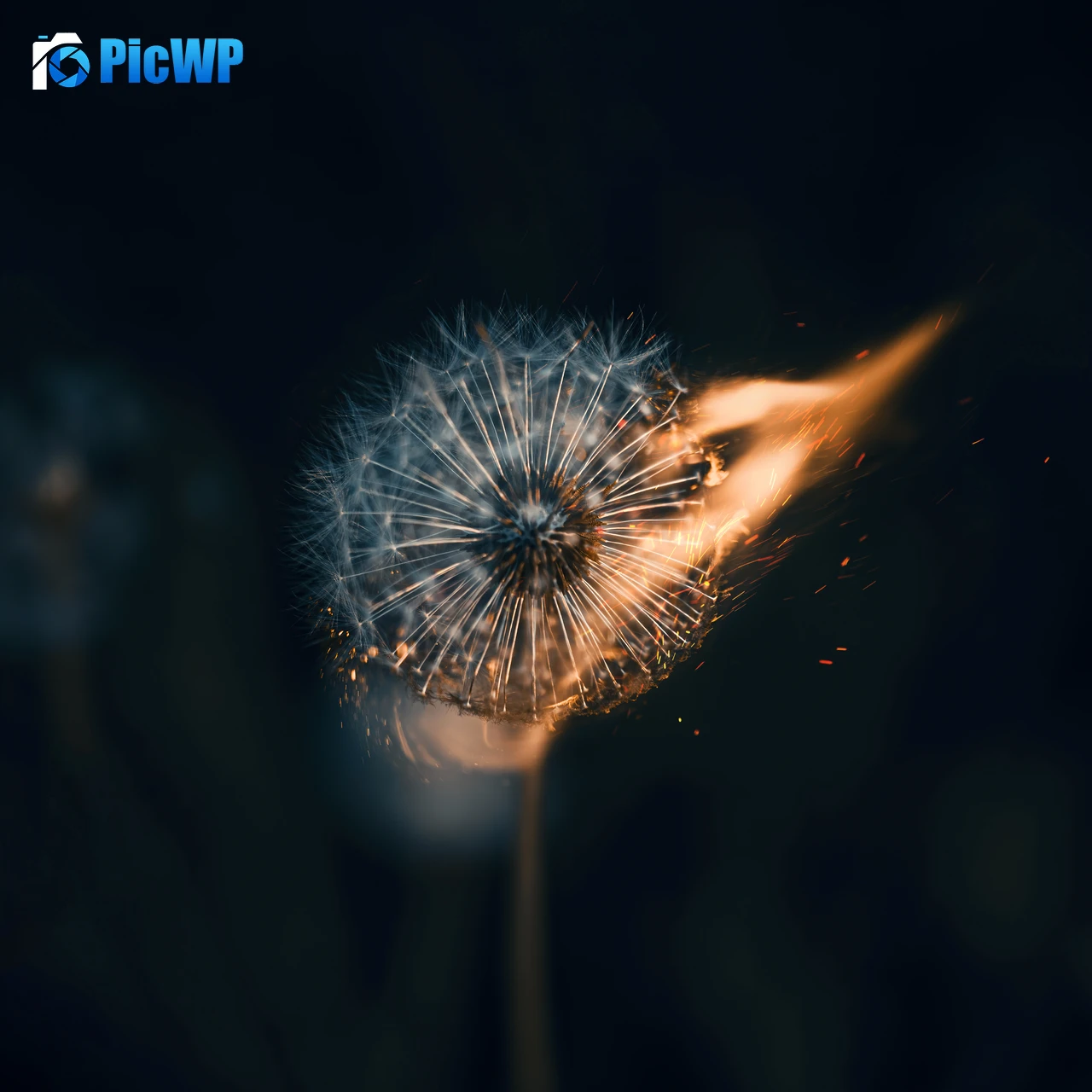 Dandelion flower Fire 6K Fold Wallpaper