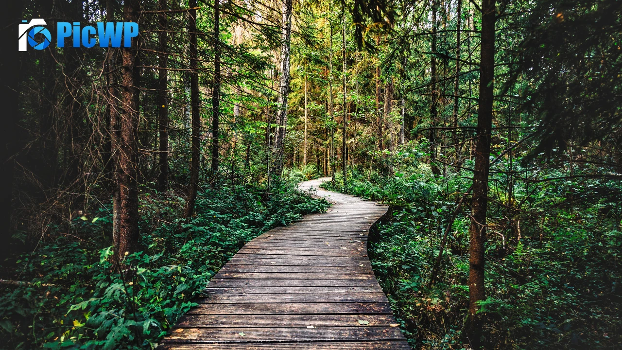 Forest Pathway 6K PC Wallpaper