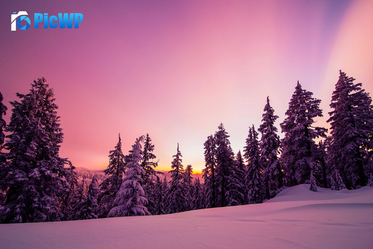 Winter Forest 6K PC Wallpaper