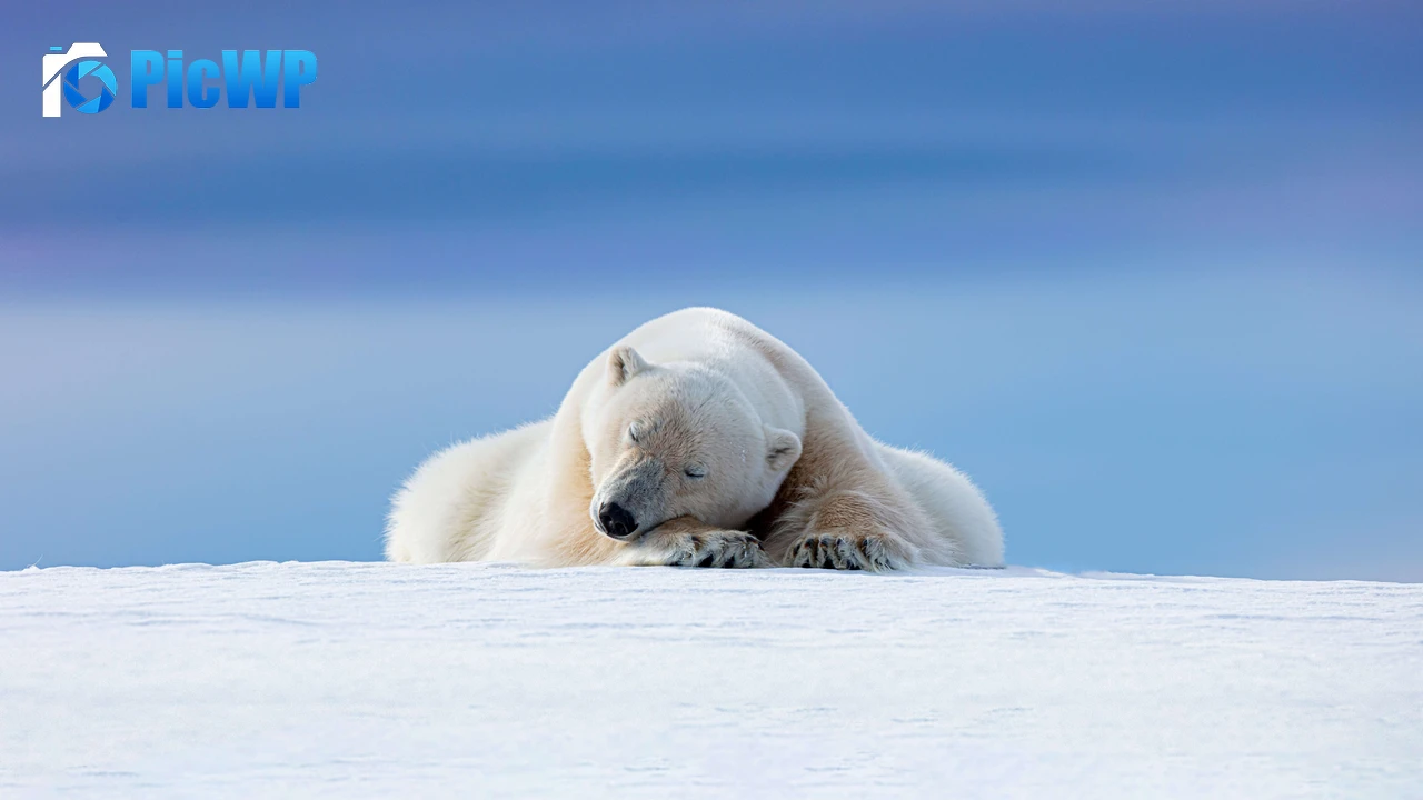 Polar bear Arctic 9K PC Wallpaper
