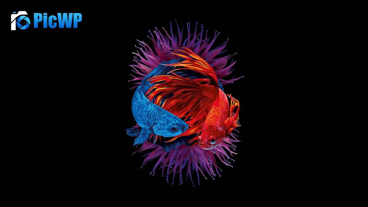 Betta fishes Siamese fighting fish 8K PC Wallpaper