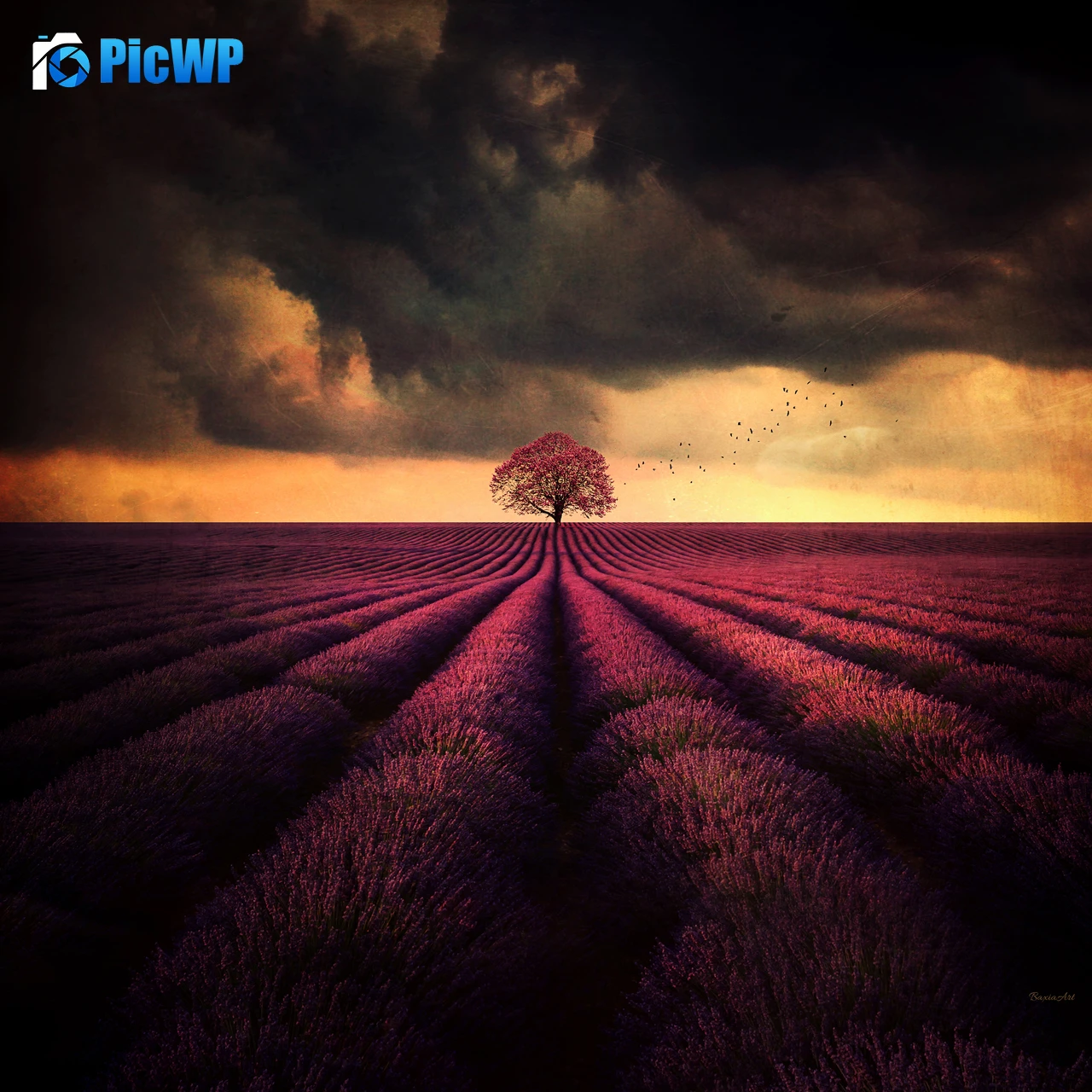 Lavender farm Lone tree 4K Fold Wallpaper