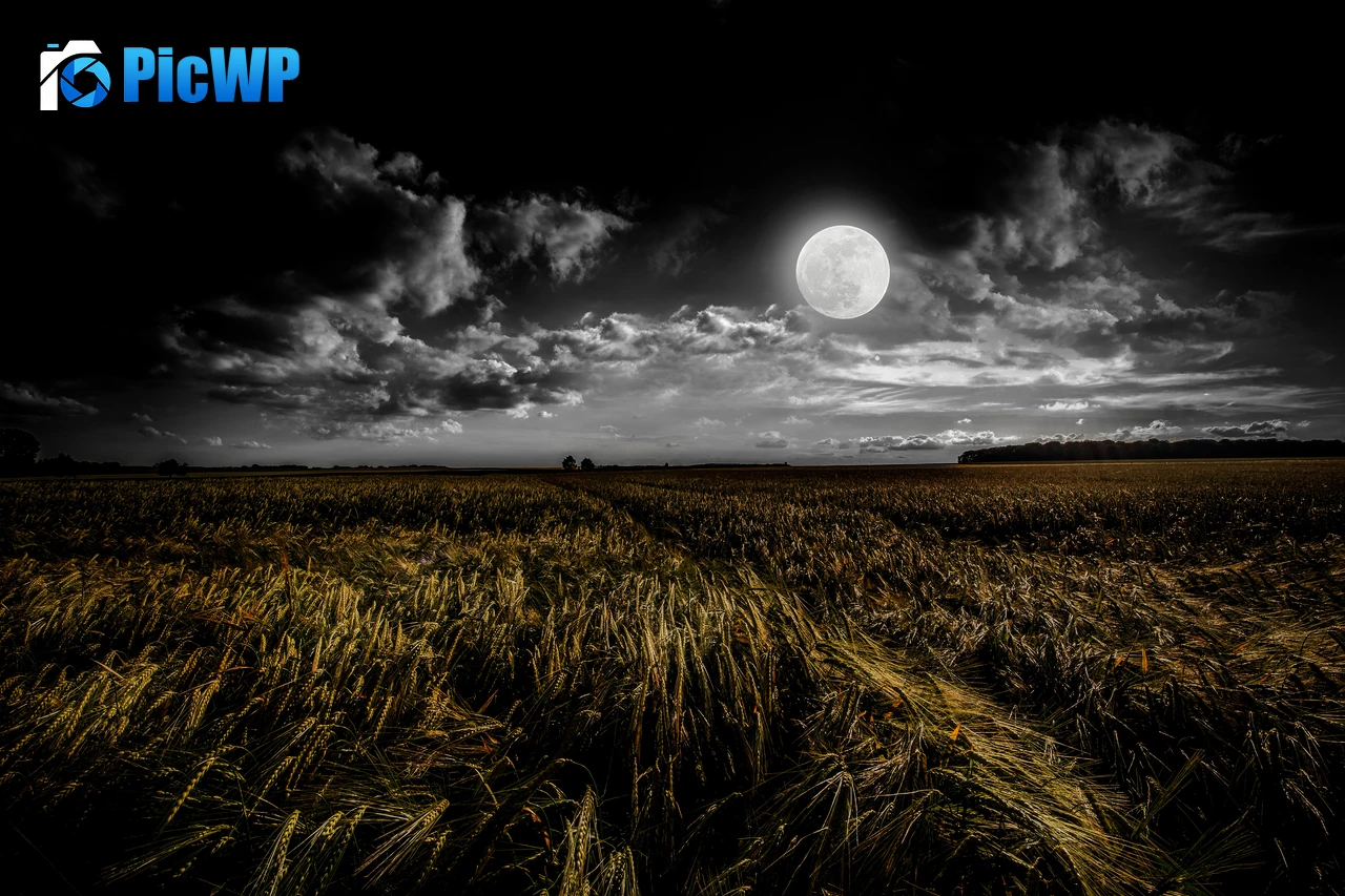 Full moon Grass field 6K PC Wallpaper