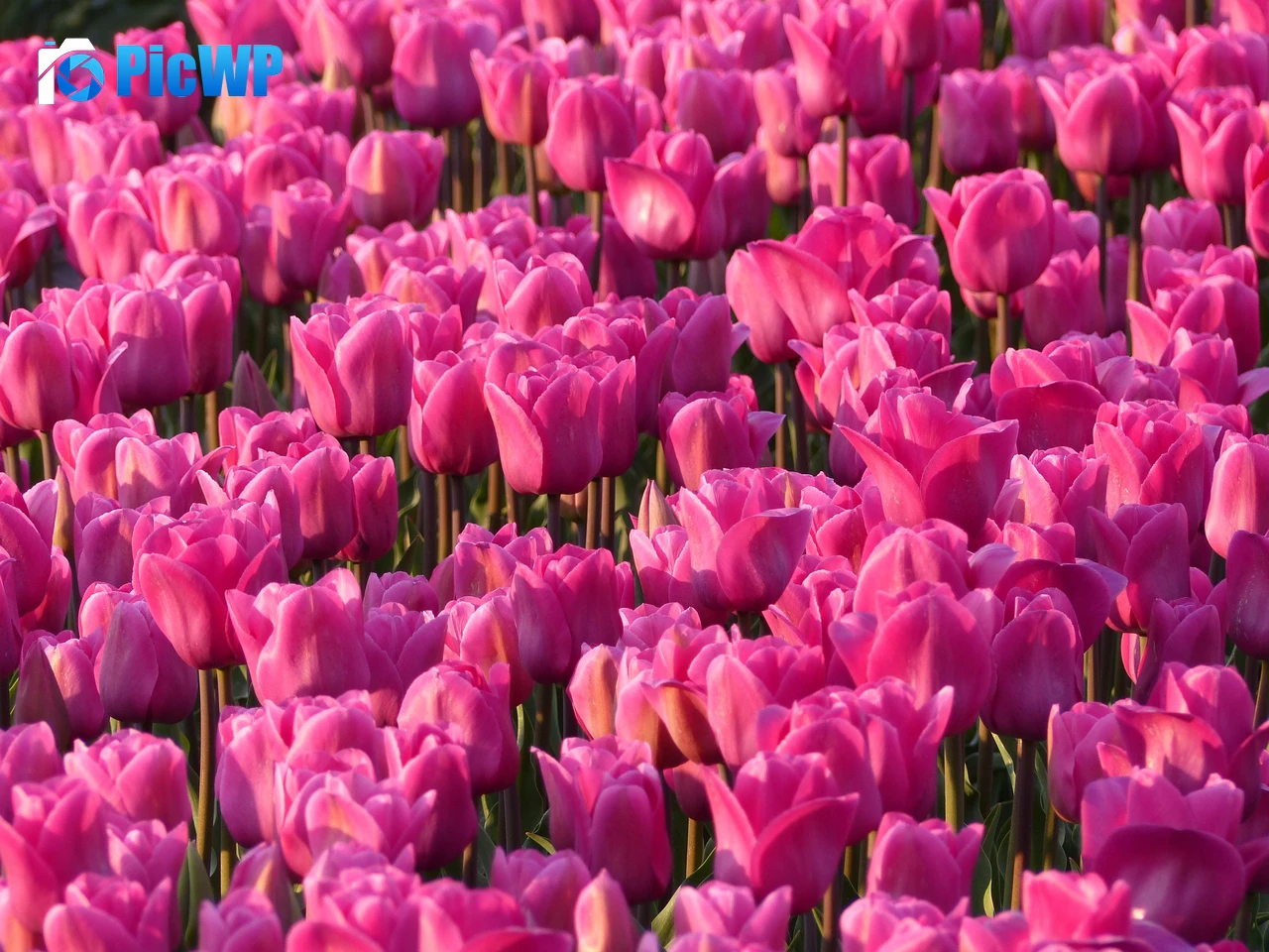 Pink Tulips Tulip flowers 4K PC Wallpaper